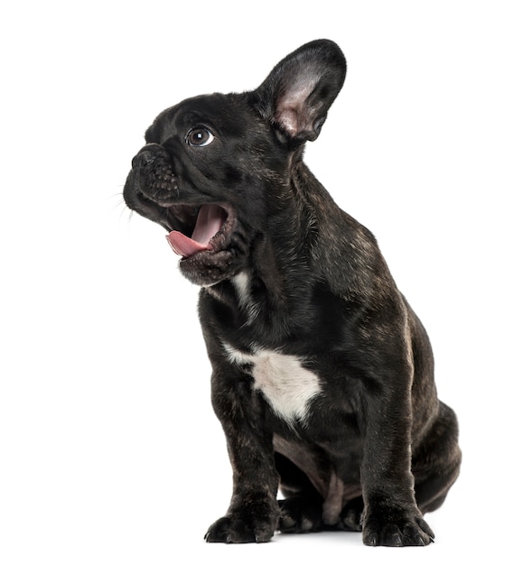 Cachorro bulldog francés negro sentado y mirando a otro lado, aislado en blanco