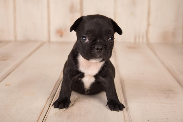 Un cachorro de bulldog francés negro se sienta en un suelo de madera blanca.