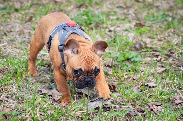 Un cachorro de bulldog francés en un paseo en un parque de primavera en primer plano