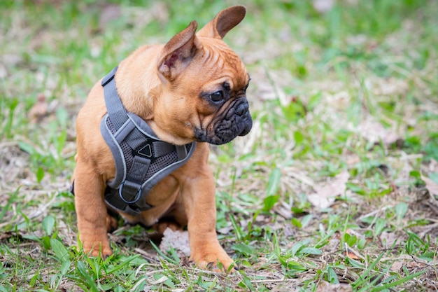 Foto un cachorro de bulldog francés en un paseo en un parque de primavera en primer plano