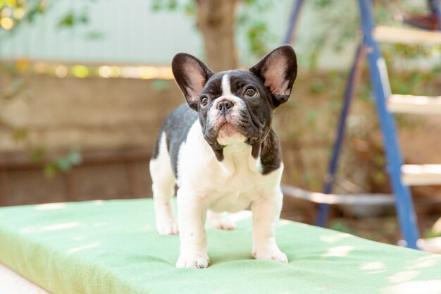 Un cachorro de bulldog francés en un paseo