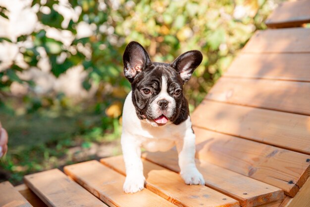 Un cachorro de bulldog francés en un paseo