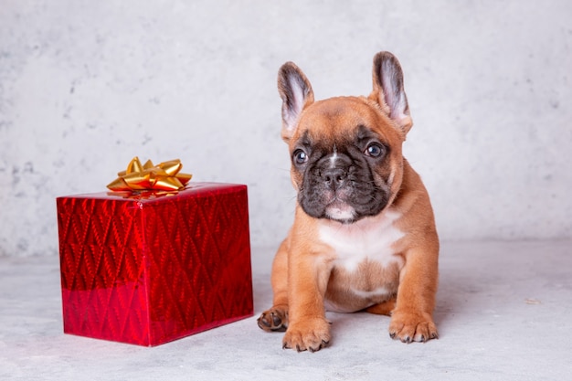 Un cachorro de bulldog francés con un regalo sobre un fondo gris