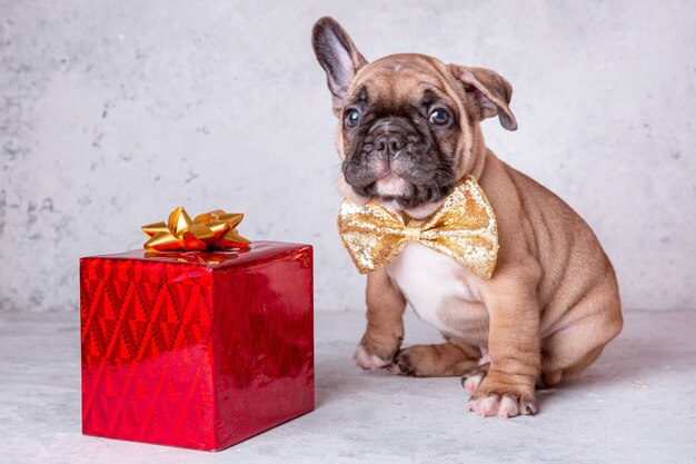 Un cachorro de bulldog francés con un regalo sobre un fondo gris