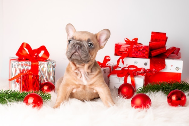 Un cachorro de bulldog francés sobre un fondo de año nuevo, con regalos