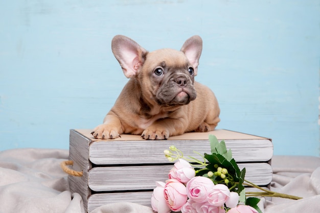 Un cachorro de bulldog francés sobre un fondo azul con un ramo de flores de primavera