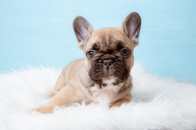 Un cachorro de bulldog francés sobre un fondo azul.