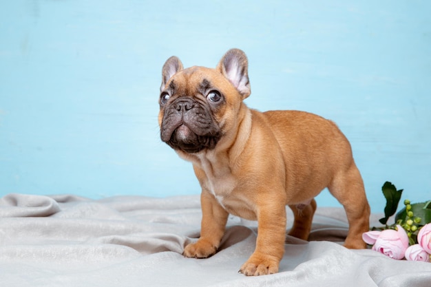 Un cachorro de bulldog francés sobre un fondo azul.