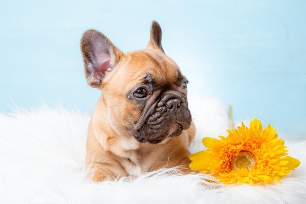 Un cachorro de bulldog francés sobre un fondo azul.