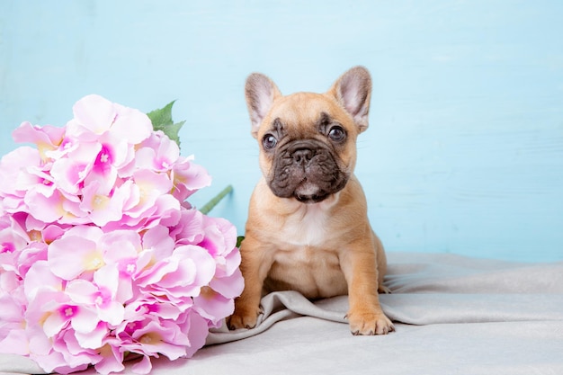 Un cachorro de bulldog francés sobre un fondo azul.