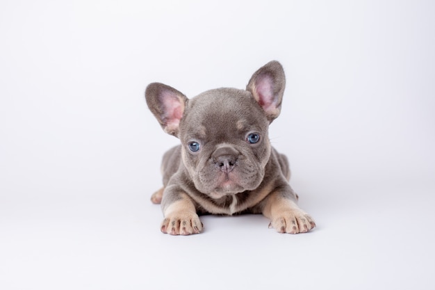 Un cachorro de bulldog francés sobre un fondo blanco está aislado