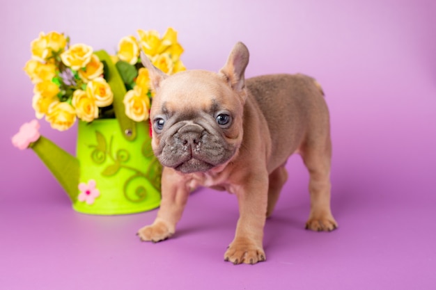 Cachorro de bulldog francés sobre fondo morado con flores