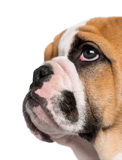 Cachorro de Bulldog Inglés aislado en blanco