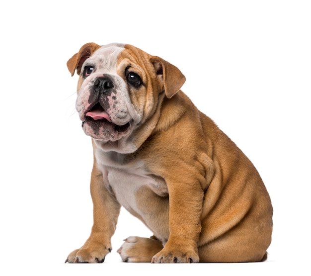 Cachorro de Bulldog Inglés aislado en blanco