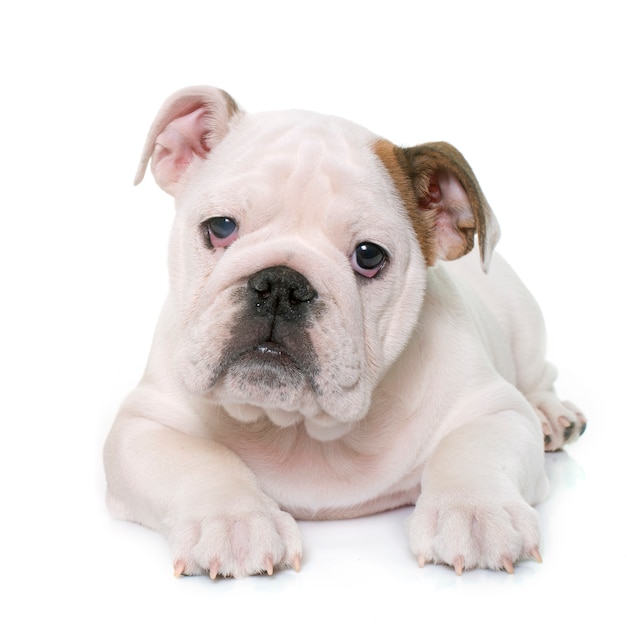 cachorro bulldog inglés y chihuahua