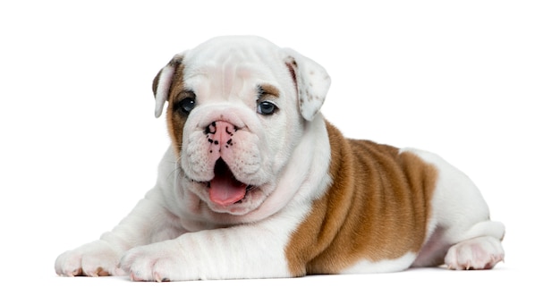 Cachorro de bulldog inglés delante de una pared blanca