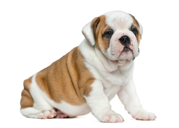 Cachorro de bulldog inglés delante de una pared blanca