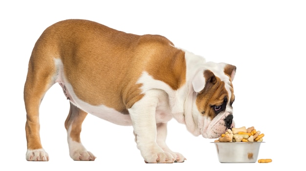 Foto cachorro bulldog inglés de pie, comiendo de un tazón lleno de galletas