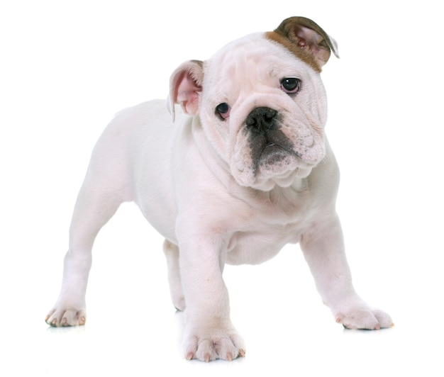 cachorro bulldog inglés