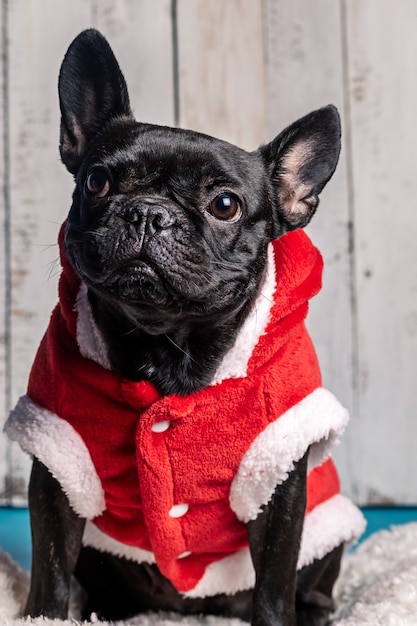 Cachorro bulldog preto com fantasia de natal