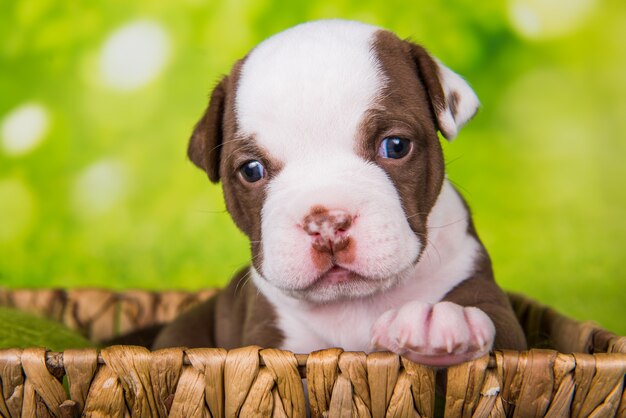 Cachorro de bullies americano divertido está en la cesta