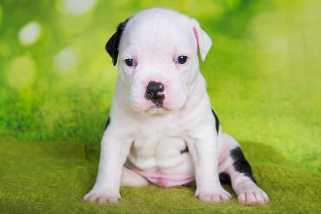 Cachorro de bullies americano negro blanco sobre fondo verde