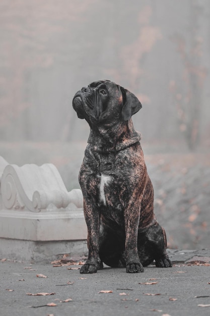 Cachorro Bullmastiff ao ar livre em um fundo de cores de outono