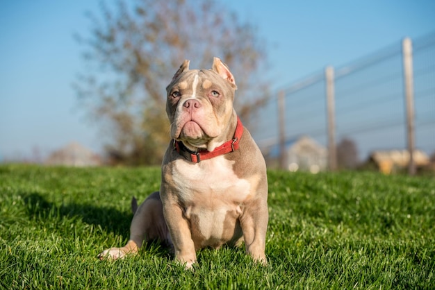 Un cachorro de bully americano macho de bolsillo sentado en la hierba