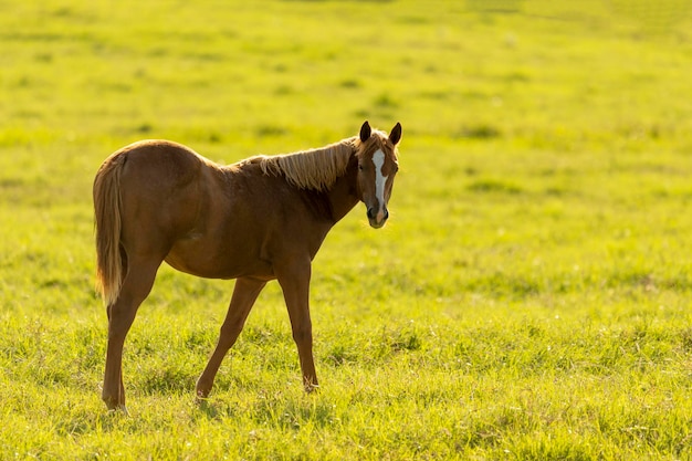 Cachorro de caballo pastando al atardecer