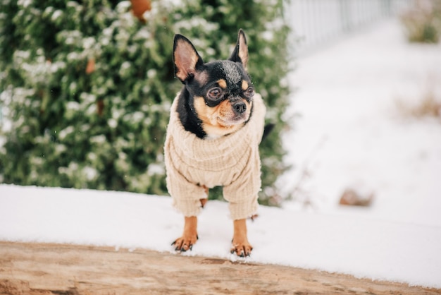 Cachorro. Cachorro no inverno caminha no parque. Retrato de um cachorrinho chihuahua vestindo um suéter bege