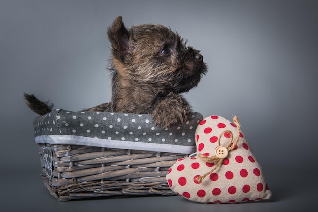 Cachorro cairn terrier com coração vermelho dia dos namorados