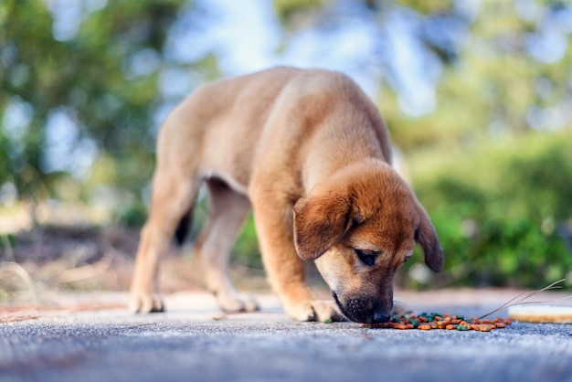 Cachorro callejero hambriento comiendo en la carretera