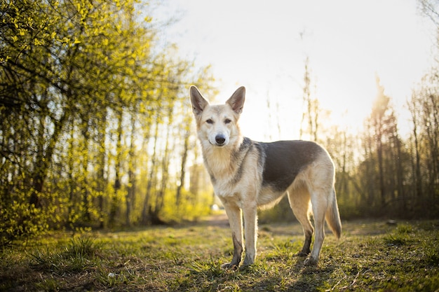 Cachorro calmo parado em um prado na floresta