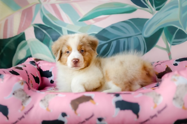 Un cachorro en una cama de perro rosa.