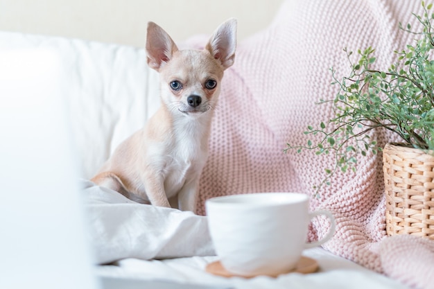 Cachorro en la cama con una taza de té o café caliente Puppy