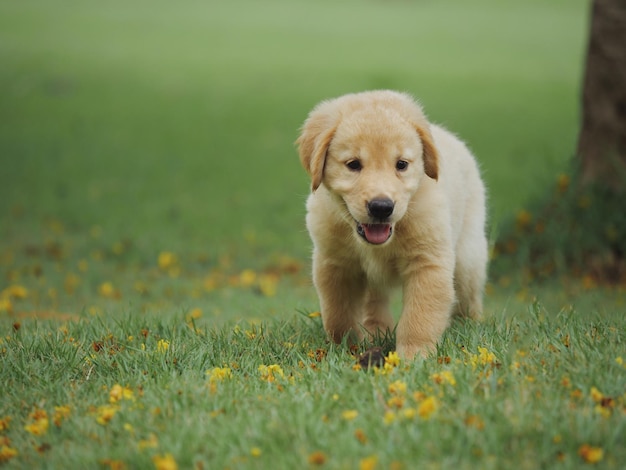 Un cachorro caminando por el campo de hierba