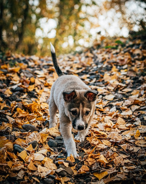 Un cachorro caminando por la tierra en el bosque