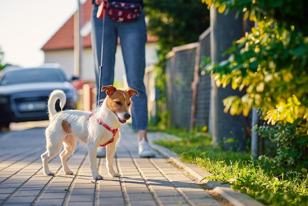 Cachorro caminha na rua da cidade de verão