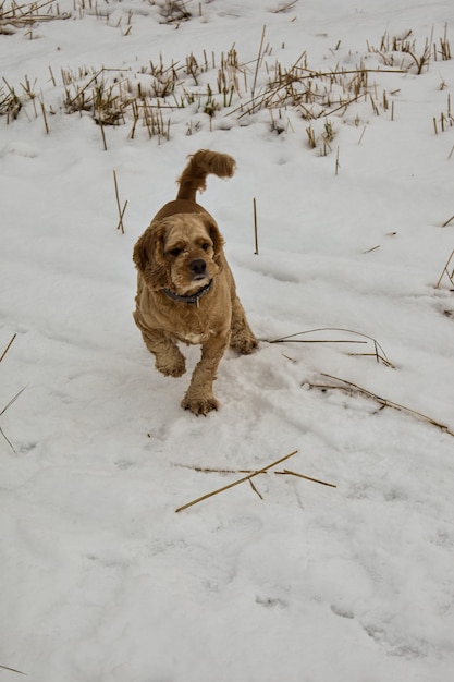 Cachorro caminhando em uma clareira na floresta