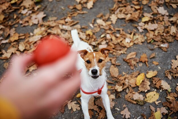 Cachorro caminhando no parque de outono com seu dono