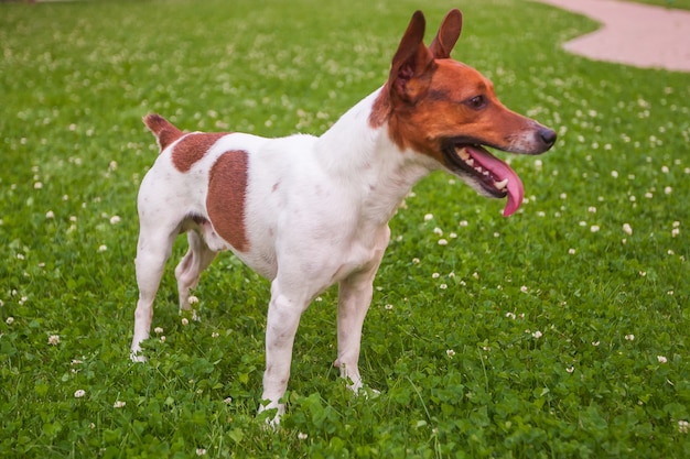 Cachorro caminhando no parque, Jack Russell Terrier