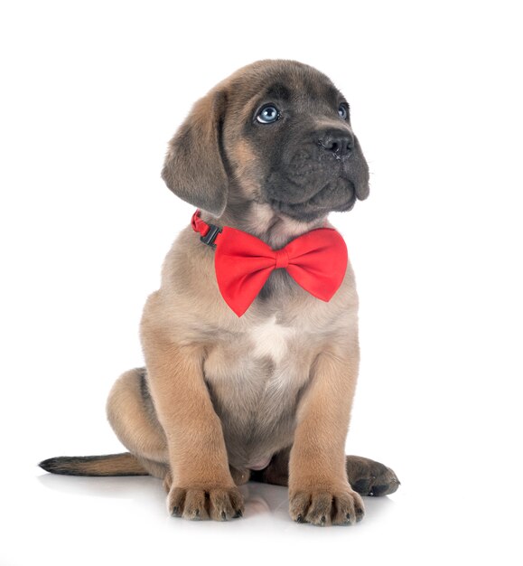 Cachorro cane corso en blanco