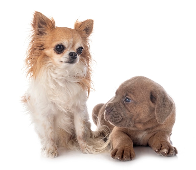 Cachorro cane corso y chihuahua