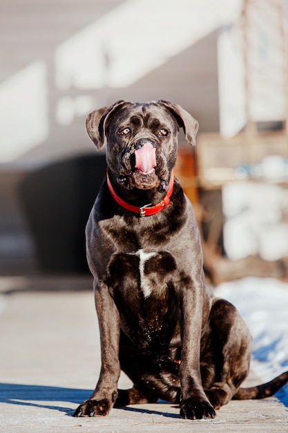 Cachorro cane corso italiano na neve