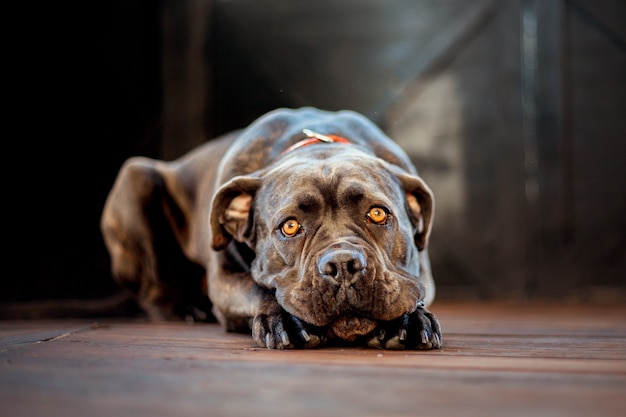 Cachorro cane corso italiano na neve