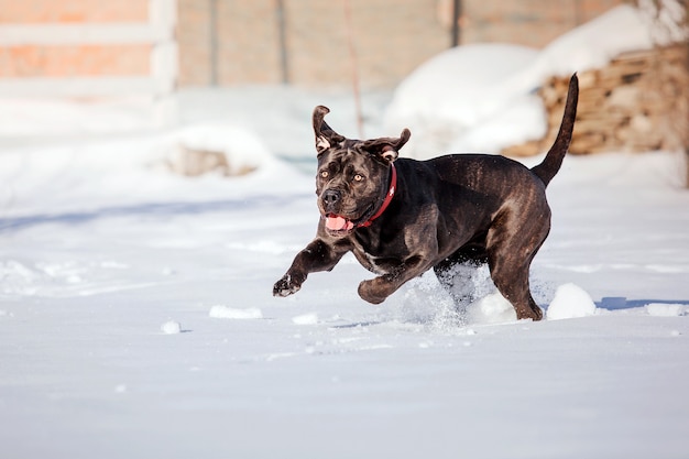 Cachorro Cane Corso Italiano na neve