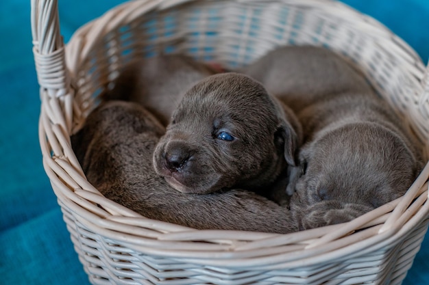 Cachorro Cane Corso Italiano sentado en el canasto