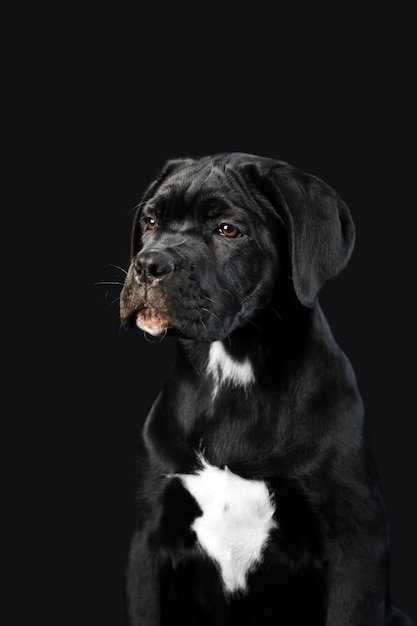 Cachorro Cane Corso negro sobre un fondo negro. Retrato de un lindo cachorro closeup