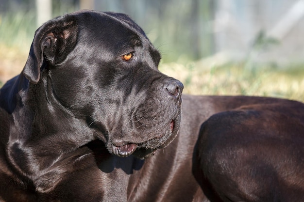 Cachorro cane corso preto deita-se na grama e olhando de perto à distância