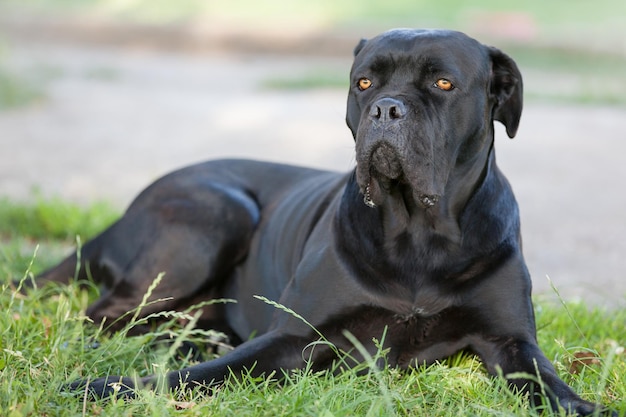 Cachorro Cane Corso preto deitado na grama olhando para longe